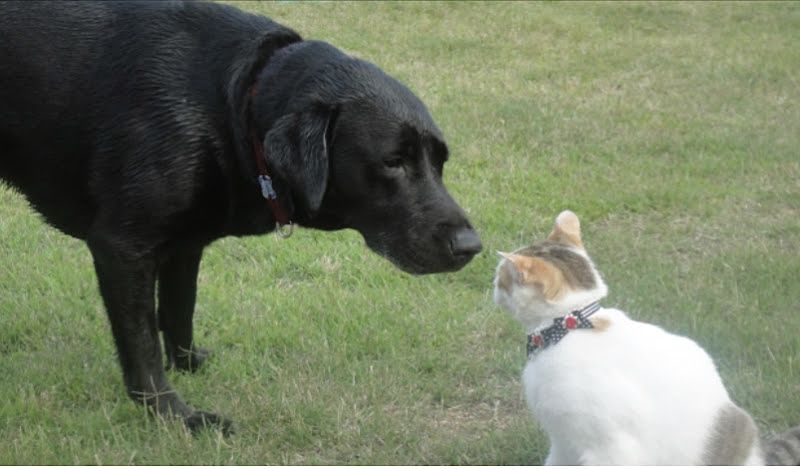 犬と猫が遊んでいる写真